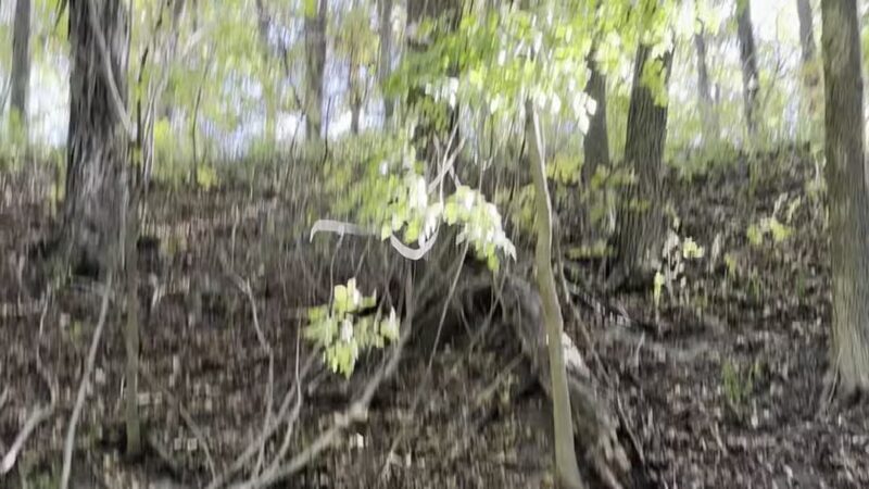 Moyer-Gould Woods - Delphi, IN