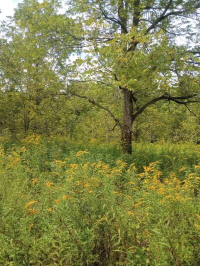Moyer-Gould Woods - Delphi, IN