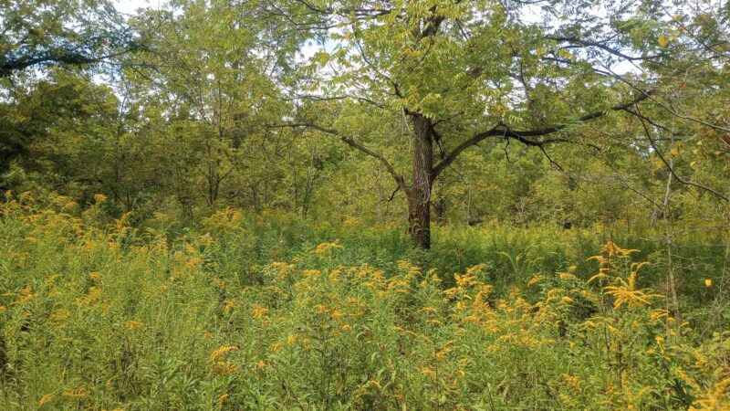 Moyer-Gould Woods - Delphi, IN