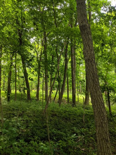 Moyer-Gould Woods - Delphi, IN