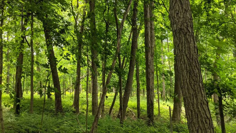 Moyer-Gould Woods - Delphi, IN