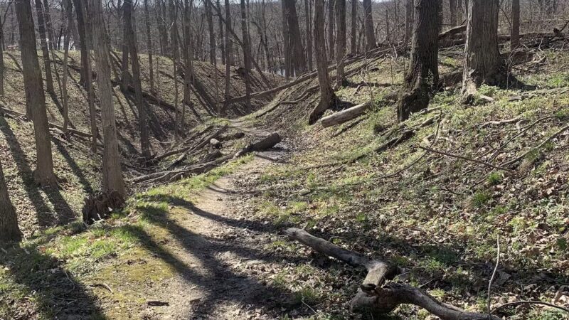 Moyer-Gould Woods - Delphi, IN