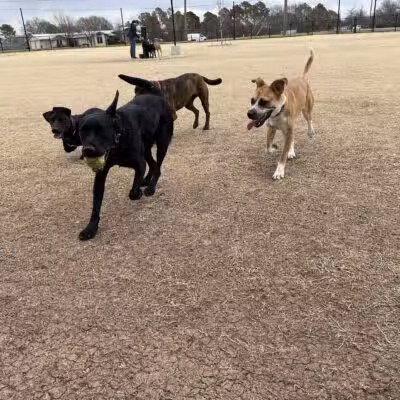 North Lakes Dog Park - Denton, TX