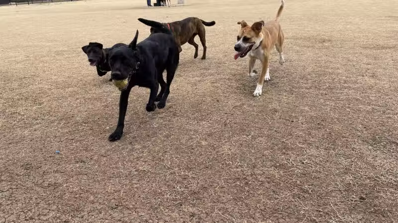 North Lakes Dog Park - Denton, TX