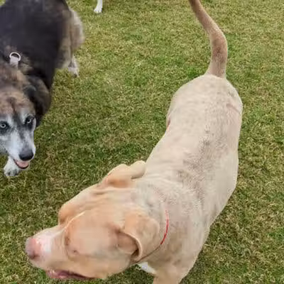 North Lakes Dog Park - Denton, TX