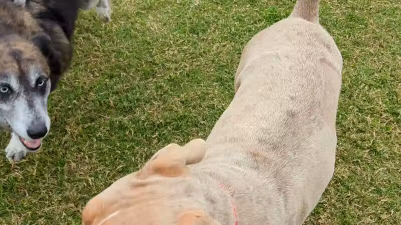 North Lakes Dog Park - Denton, TX