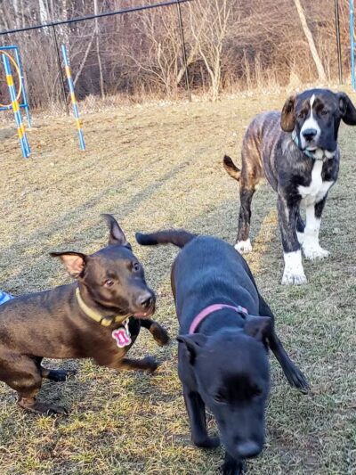 Dog Park - DuBois, PA