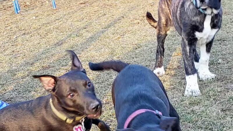 Dog Park - DuBois, PA