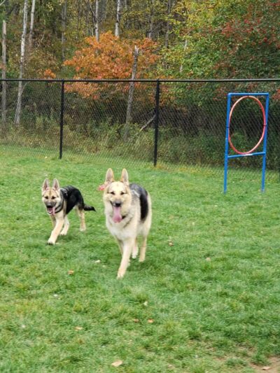 Dog Park - DuBois, PA
