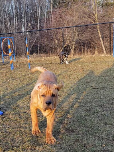 Dog Park - DuBois, PA