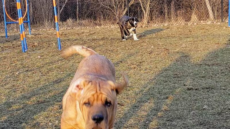 Dog Park - DuBois, PA