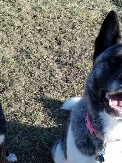 Dog Park - DuBois, PA