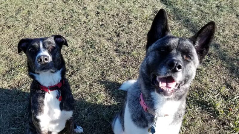 Dog Park - DuBois, PA