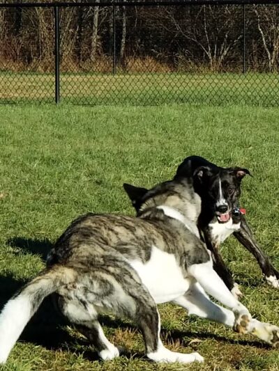 Dog Park - DuBois, PA