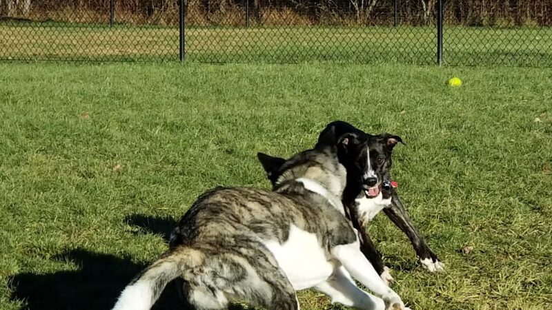 Dog Park - DuBois, PA