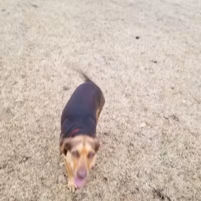 Haas Dog Park - Duluth, MN