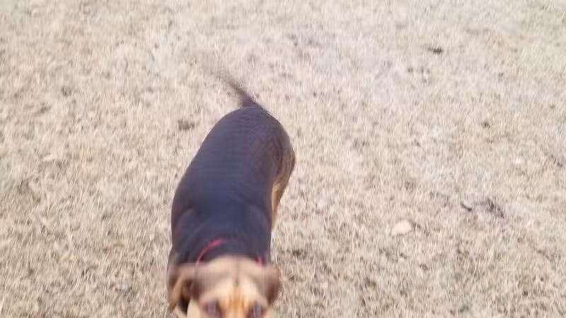 Haas Dog Park - Duluth, MN