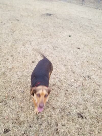 Haas Dog Park - Duluth, MN