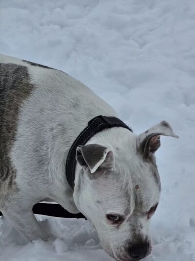 Haas Dog Park - Duluth, MN