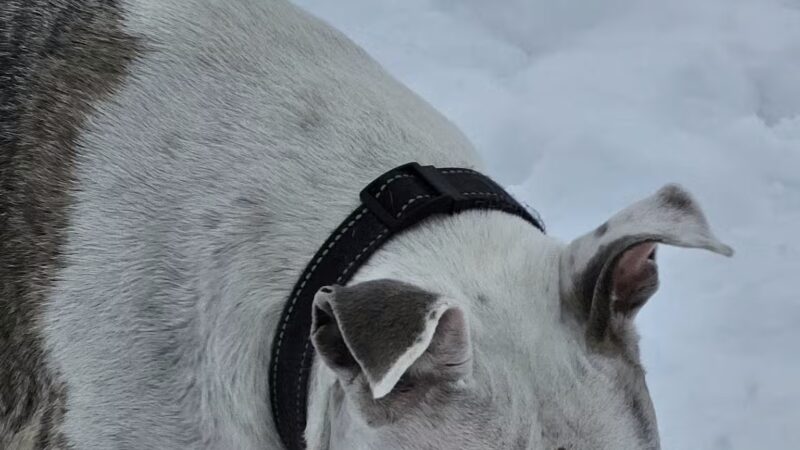 Haas Dog Park - Duluth, MN