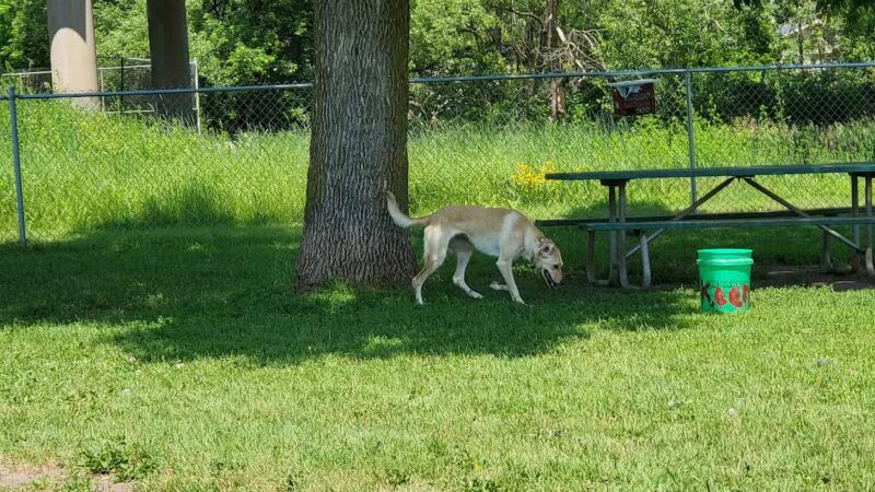 Keene Creek Dog Park-Parking Lot - Duluth, MN