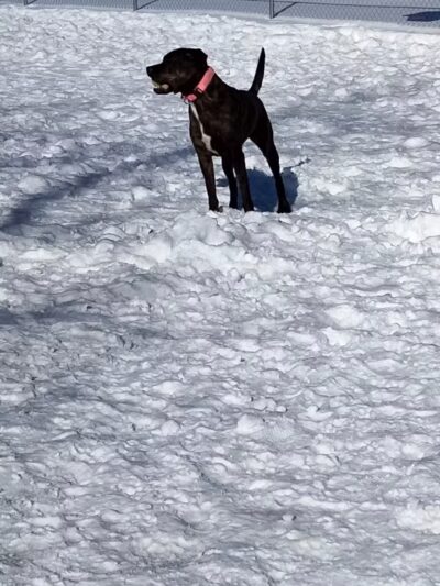 Keene Creek Dog Park-Parking Lot - Duluth, MN