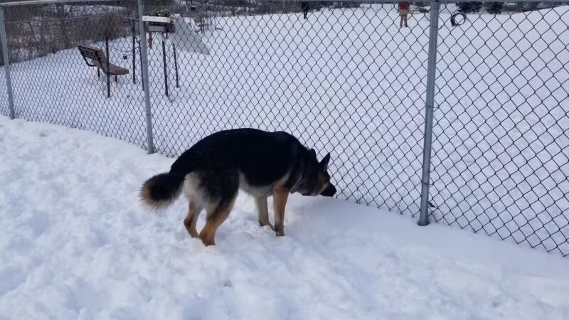 Keene Creek Dog Park-Parking Lot - Duluth, MN