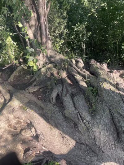 Staring Lake Park Off-Leash Dog Exercise Area - Eden Prairie, MN