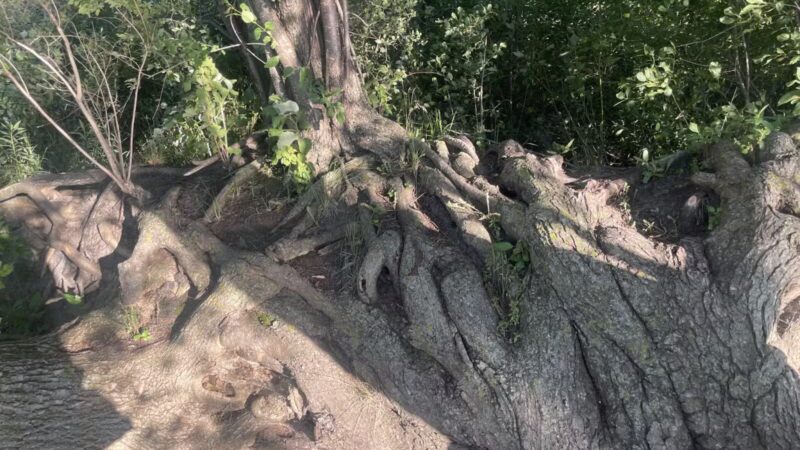 Staring Lake Park Off-Leash Dog Exercise Area - Eden Prairie, MN