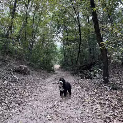 Staring Lake Park Off-Leash Dog Exercise Area - Eden Prairie, MN
