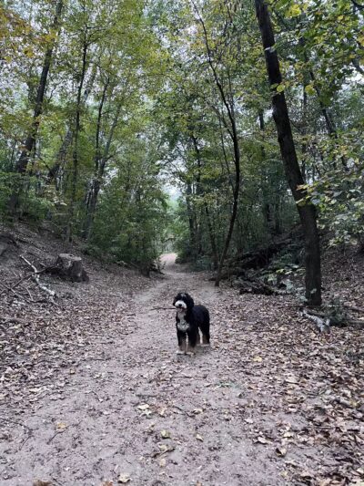 Staring Lake Park Off-Leash Dog Exercise Area - Eden Prairie, MN