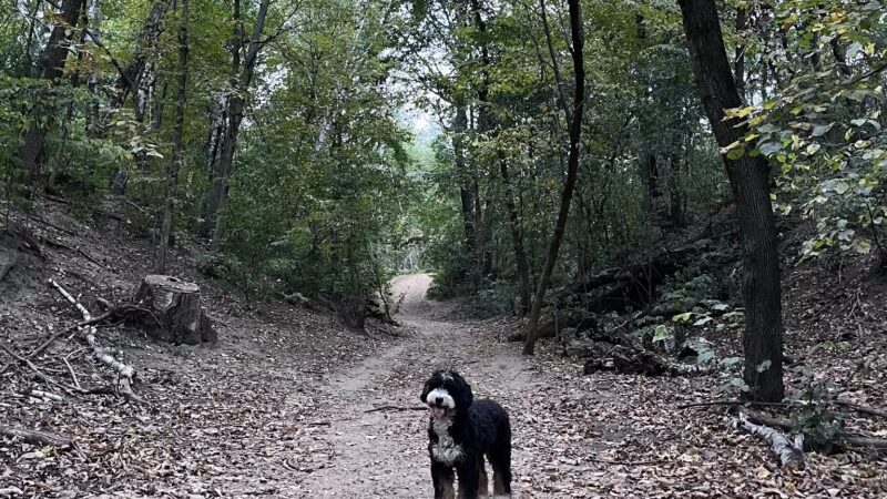 Staring Lake Park Off-Leash Dog Exercise Area - Eden Prairie, MN