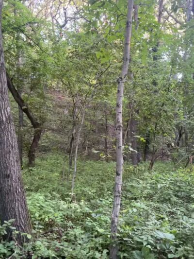 Staring Lake Park Off-Leash Dog Exercise Area - Eden Prairie, MN