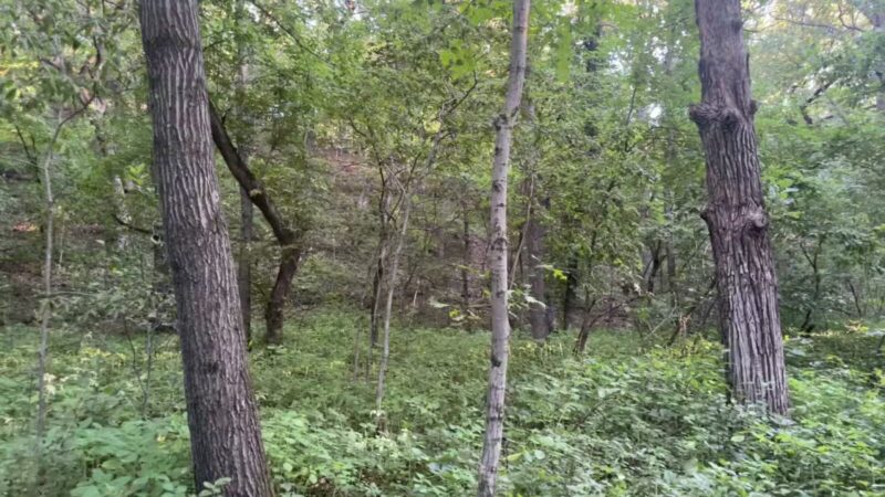 Staring Lake Park Off-Leash Dog Exercise Area - Eden Prairie, MN