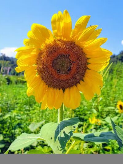 Kyles Ford Wildlife Management Area - Eidson, TN