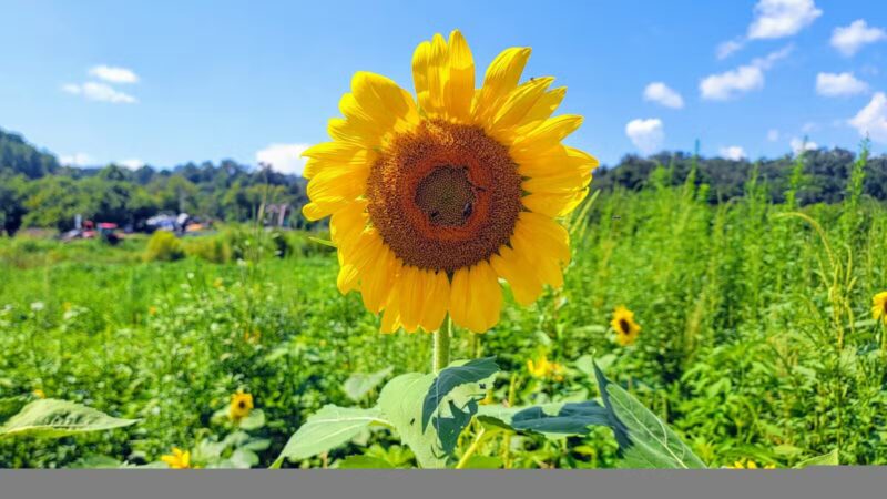 Kyles Ford Wildlife Management Area - Eidson, TN