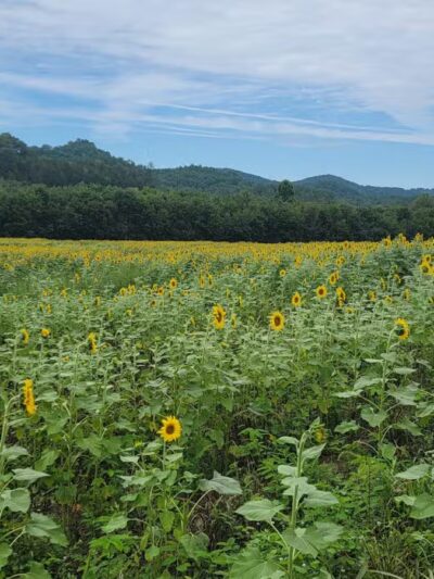 Kyles Ford Wildlife Management Area - Eidson, TN
