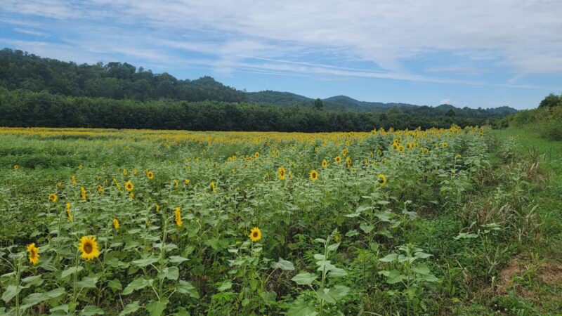 Kyles Ford Wildlife Management Area - Eidson, TN