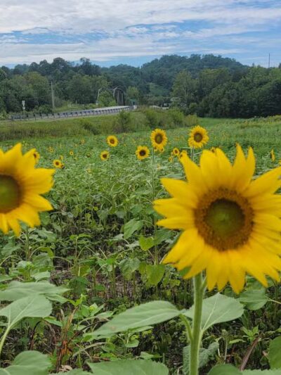 Kyles Ford Wildlife Management Area - Eidson, TN