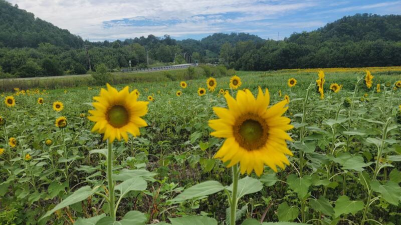 Kyles Ford Wildlife Management Area - Eidson, TN
