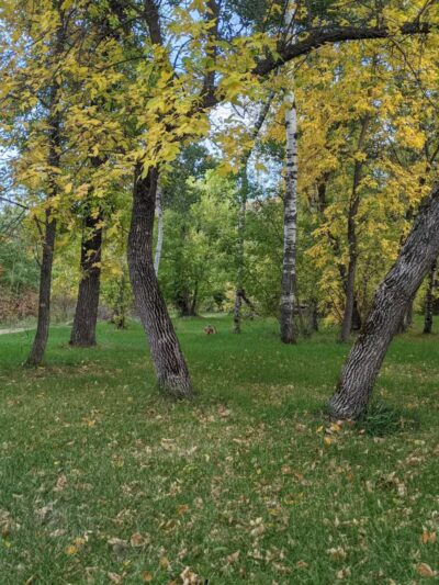 Ekalaka Park Campground - Ekalaka, MT
