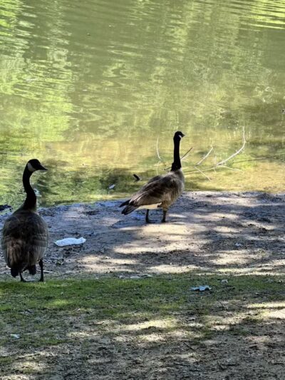 Centennial Park - Ellicott City, MD