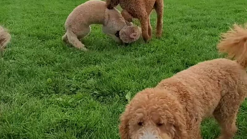 Worthington Park - Ellicott City, MD