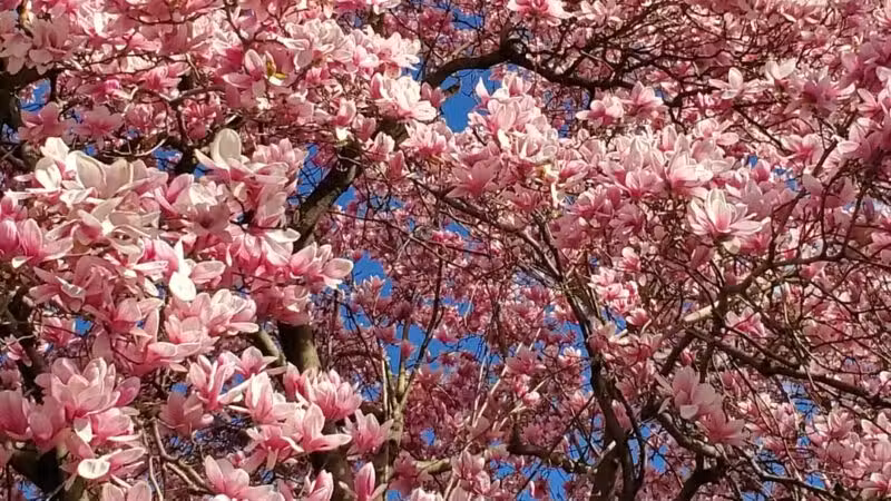 Artesian Fields County Park - Elmwood Park, NJ