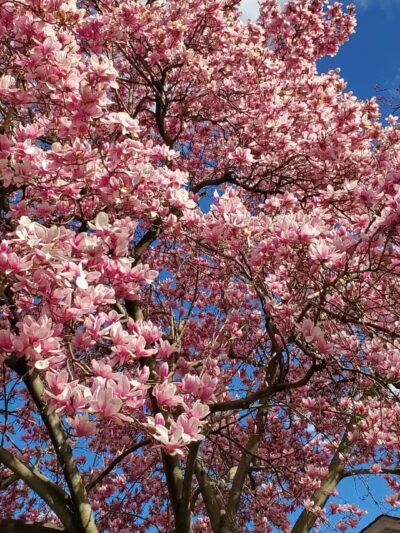 Artesian Fields County Park - Elmwood Park, NJ