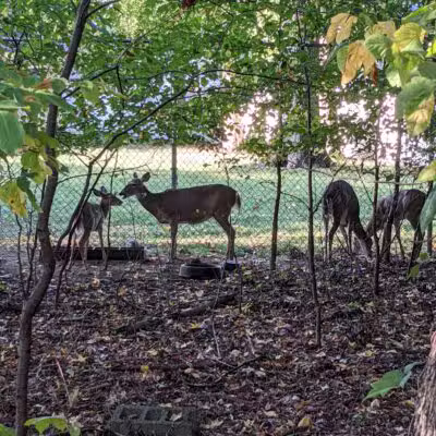 Artesian Fields County Park - Elmwood Park, NJ