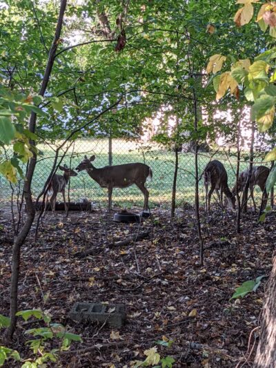 Artesian Fields County Park - Elmwood Park, NJ