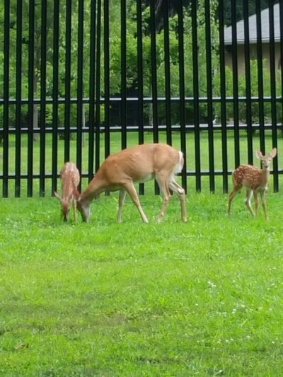 Artesian Fields County Park - Elmwood Park, NJ