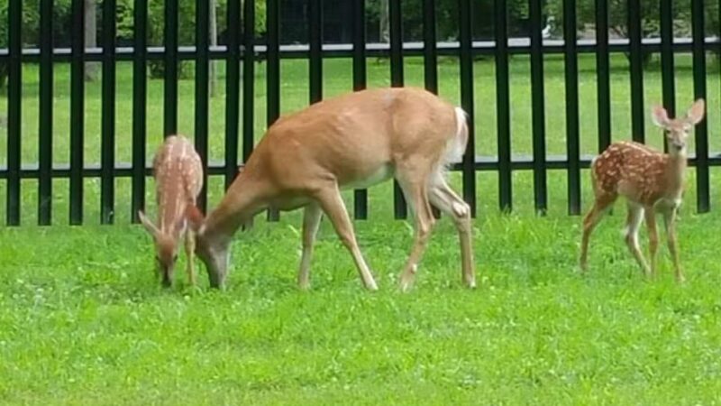 Artesian Fields County Park - Elmwood Park, NJ