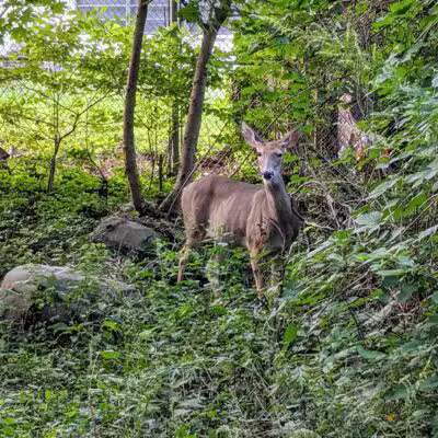Artesian Fields County Park - Elmwood Park, NJ
